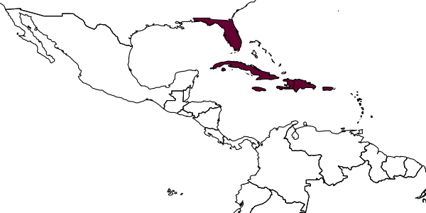 map of Quadrastichus haitiensis     (Gahan, 1929)